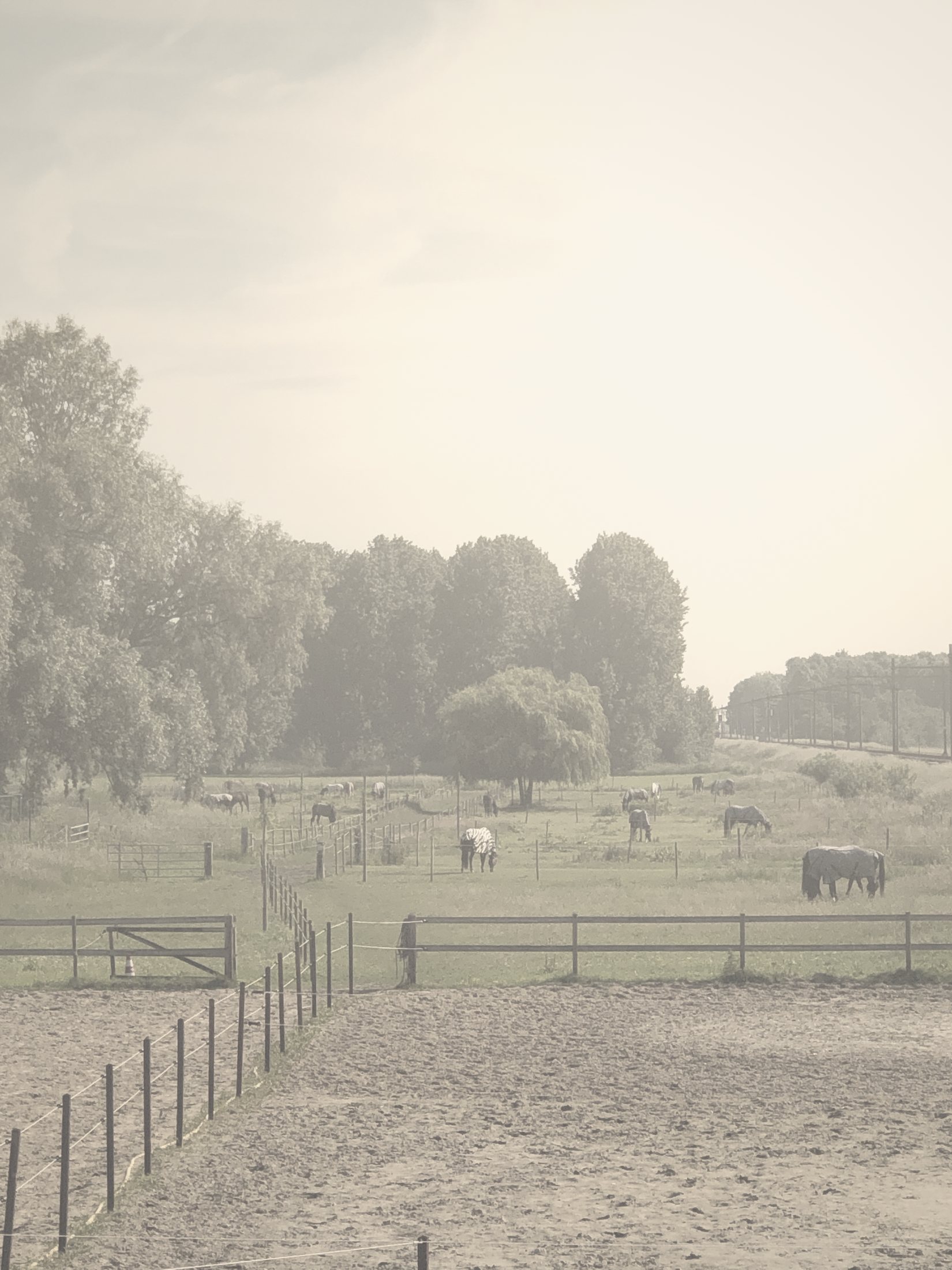 Ochtendzon boven de weides, gezien vanaf de buitenbak