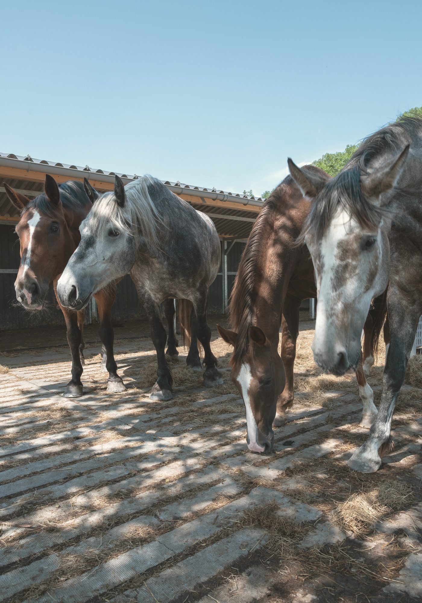 De minikudde buiten bij Equinova in Hoeven